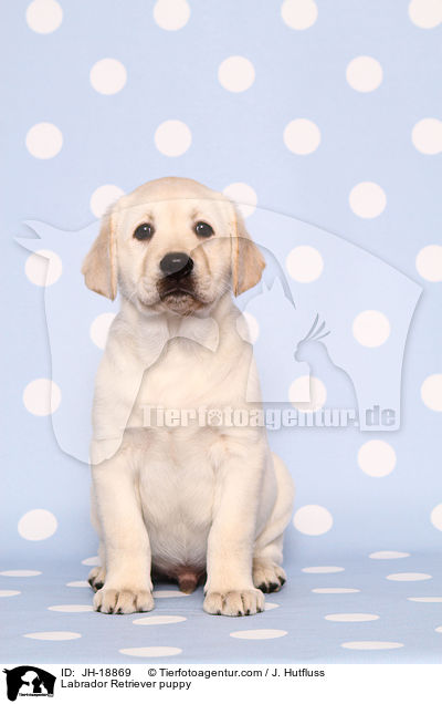 Labrador Retriever puppy / JH-18869