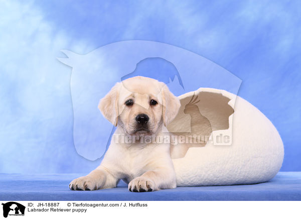 Labrador Retriever Welpe / Labrador Retriever puppy / JH-18887