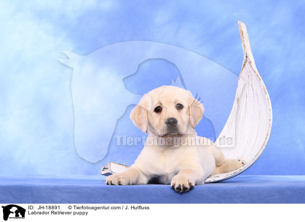 Labrador Retriever Welpe / Labrador Retriever puppy / JH-18891