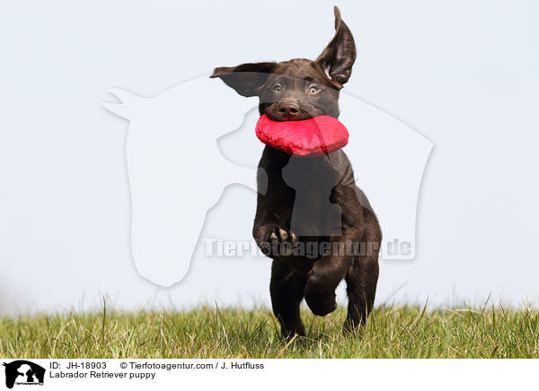 Labrador Retriever Welpe / Labrador Retriever puppy / JH-18903