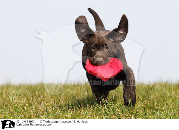 Labrador Retriever Welpe / Labrador Retriever puppy / JH-18904
