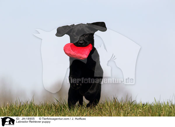Labrador Retriever Welpe / Labrador Retriever puppy / JH-18905