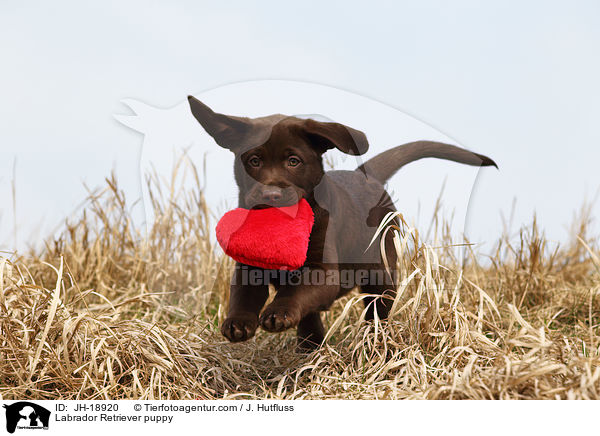 Labrador Retriever Welpe / Labrador Retriever puppy / JH-18920