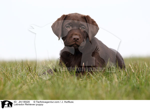 Labrador Retriever Welpe / Labrador Retriever puppy / JH-18928