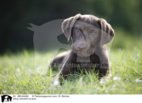 liegender Labrador Welpe / lying Labrador puppy / RR-54646