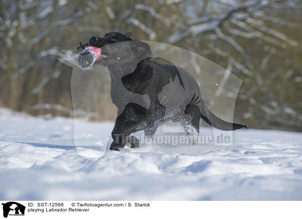 spielender Labrador Retriever / playing Labrador Retriever / SST-12566