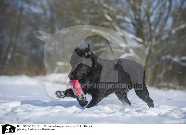 spielender Labrador Retriever / playing Labrador Retriever / SST-12567