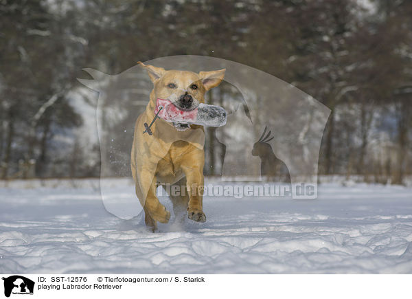 spielender Labrador Retriever / playing Labrador Retriever / SST-12576