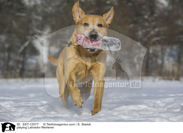 spielender Labrador Retriever / playing Labrador Retriever / SST-12577