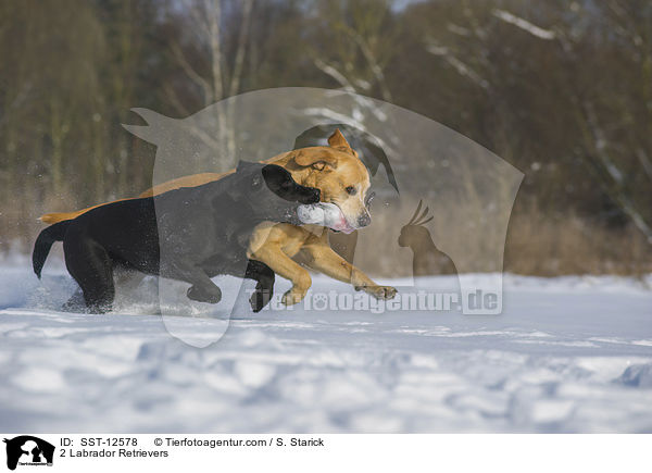 2 Labrador Retriever / 2 Labrador Retrievers / SST-12578
