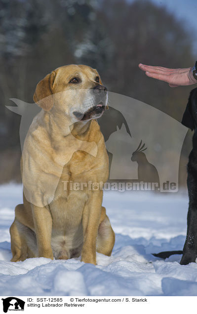 sitzender Labrador Retriever / sitting Labrador Retriever / SST-12585