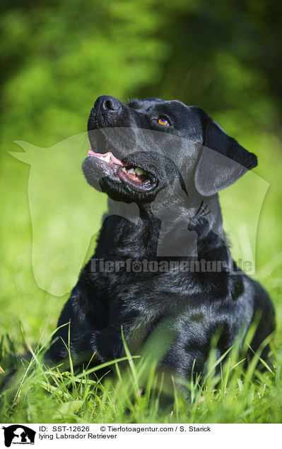 liegender Labrador Retriever / lying Labrador Retriever / SST-12626