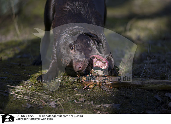 Labrador Retriever knabbert an Stock / Labrador Retriever with stick / NN-04222