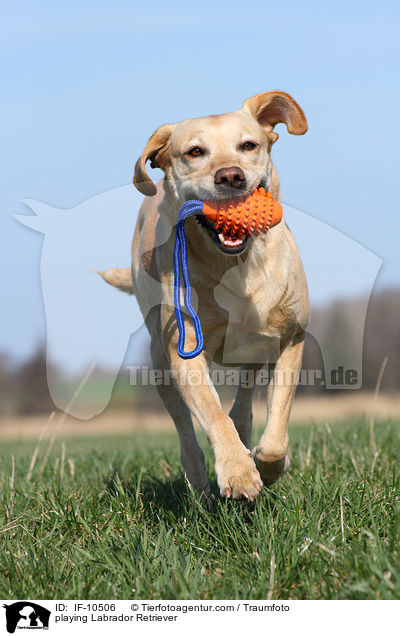 spielender Labrador Retriever / playing Labrador Retriever / IF-10506
