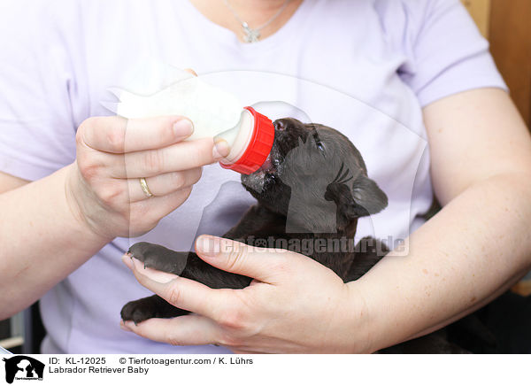 Labrador Retriever Baby / Labrador Retriever Baby / KL-12025