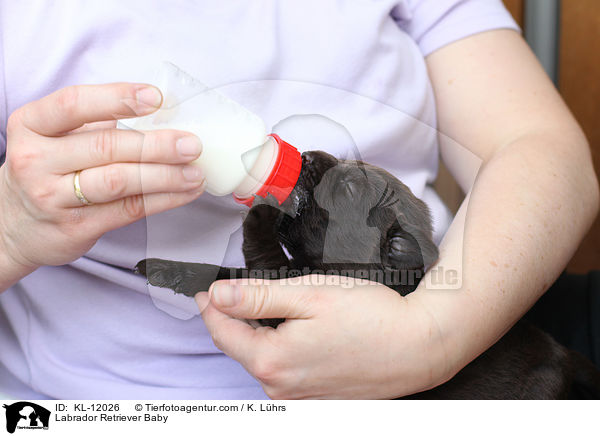 Labrador Retriever Baby / Labrador Retriever Baby / KL-12026
