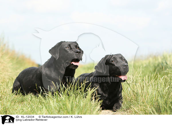 liegende Labrador Retriever / lying Labrador Retriever / KL-12034