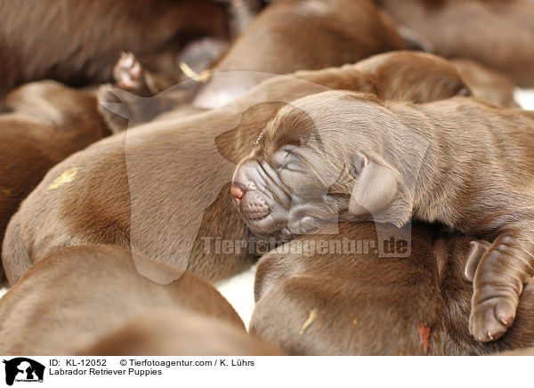 Labrador Retriever Welpen / Labrador Retriever Puppies / KL-12052