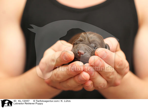 Labrador Retriever Welpe / Labrador Retriever Puppy / KL-12057