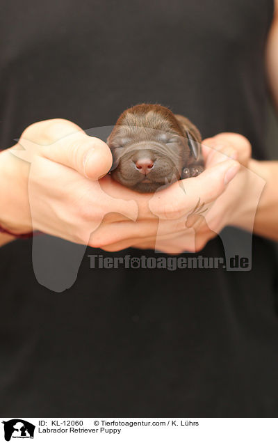 Labrador Retriever Welpe / Labrador Retriever Puppy / KL-12060
