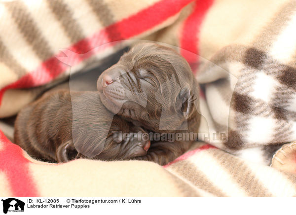 Labrador Retriever Welpen / Labrador Retriever Puppies / KL-12085