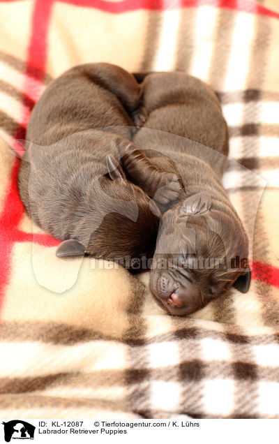 Labrador Retriever Welpen / Labrador Retriever Puppies / KL-12087