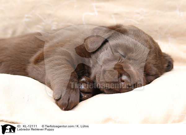 Labrador Retriever Welpe / Labrador Retriever Puppy / KL-12111