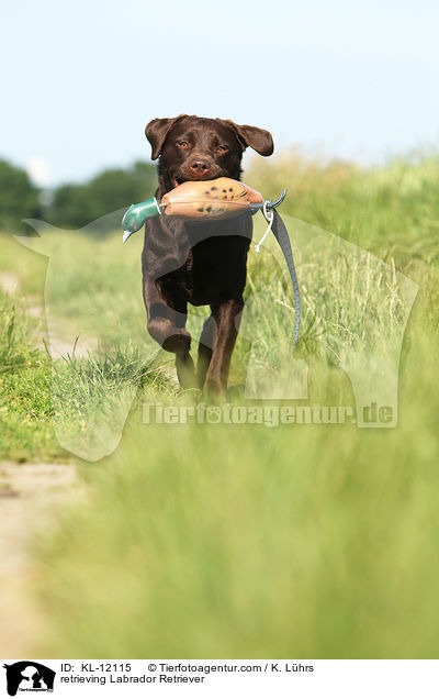 apportierender Labrador Retriever / retrieving Labrador Retriever / KL-12115