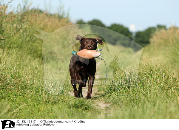apportierender Labrador Retriever / retrieving Labrador Retriever / KL-12117