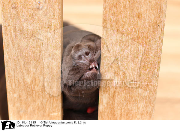 Labrador Retriever Welpe / Labrador Retriever Puppy / KL-12135