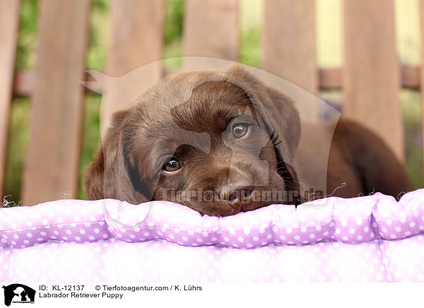 Labrador Retriever Welpe / Labrador Retriever Puppy / KL-12137