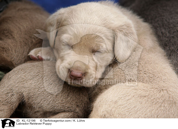 Labrador Retriever Welpe / Labrador Retriever Puppy / KL-12196