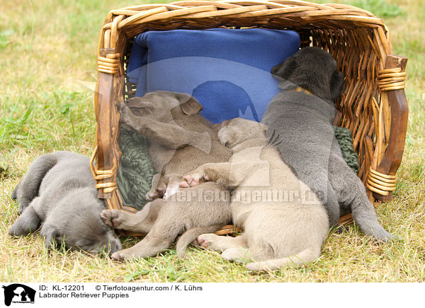 Labrador Retriever Welpen / Labrador Retriever Puppies / KL-12201