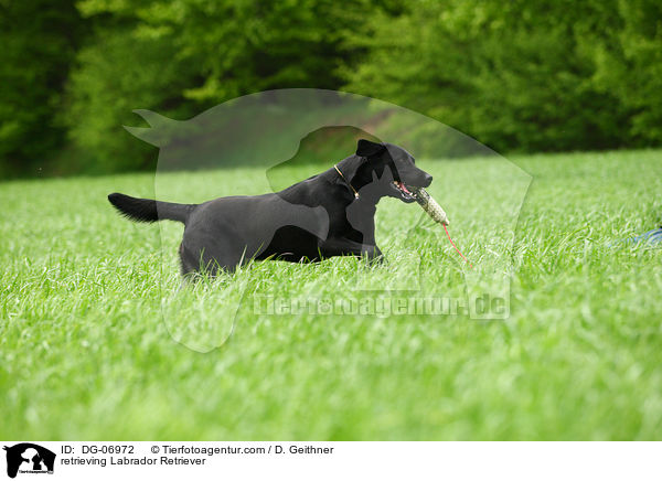 apportierender Labrador Retriever / retrieving Labrador Retriever / DG-06972