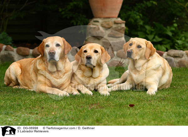 3 Labrador Retriever / 3 Labrador Retrievers / DG-06998