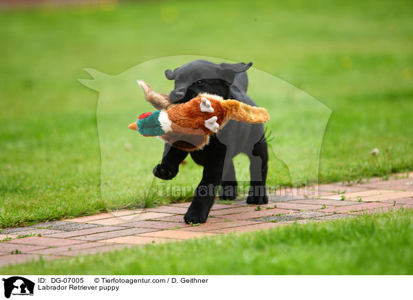 Labrador Retriever Welpe / Labrador Retriever puppy / DG-07005