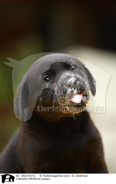 Labrador Retriever Welpe / Labrador Retriever puppy / DG-07012