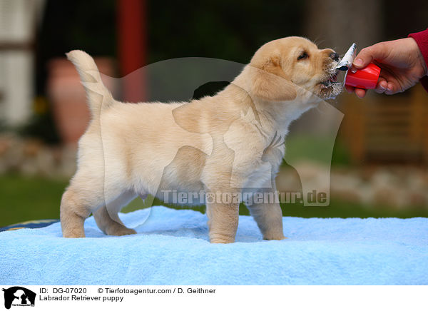 Labrador Retriever Welpe / Labrador Retriever puppy / DG-07020
