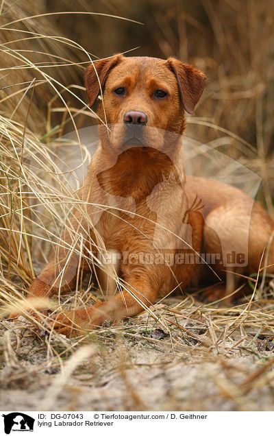 liegender Labrador Retriever / lying Labrador Retriever / DG-07043