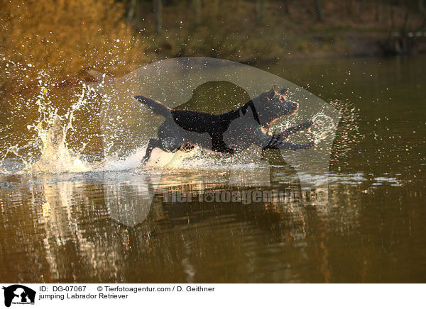 jumping Labrador Retriever / DG-07067