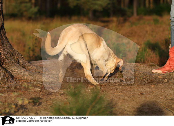 buddelnder Labrador Retriever / digging Labrador Retriever / DG-07330