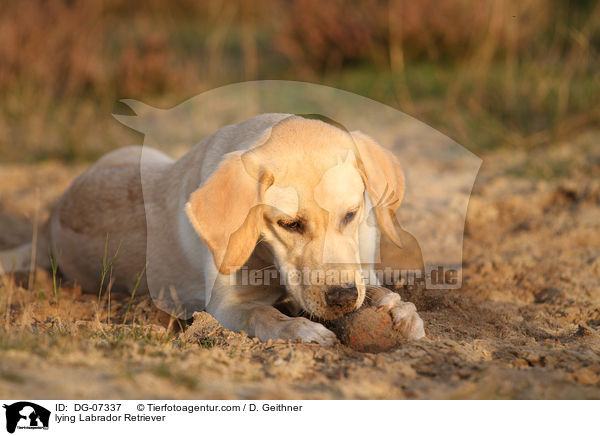 liegender Labrador Retriever / lying Labrador Retriever / DG-07337