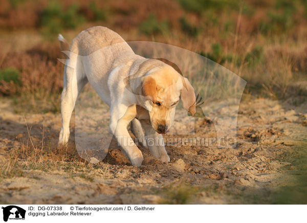 buddelnder Labrador Retriever / digging Labrador Retriever / DG-07338