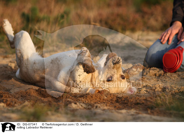 Labrador Retriever wlzt sich / rolling Labrador Retriever / DG-07341