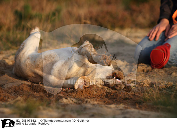 Labrador Retriever wlzt sich / rolling Labrador Retriever / DG-07342
