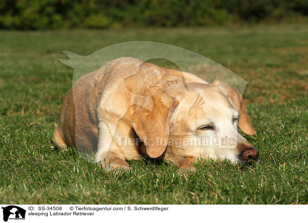 schlafender Labrador Retriever / sleeping Labrador Retriever / SS-34508