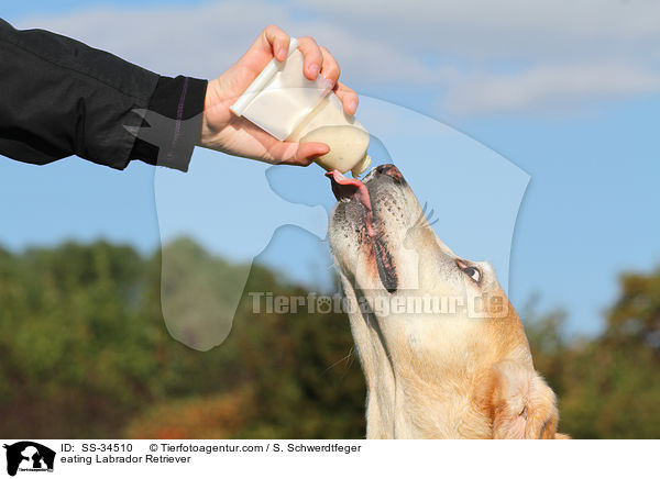 fressender Labrador Retriever / eating Labrador Retriever / SS-34510