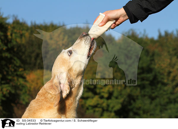 fressender Labrador Retriever / eating Labrador Retriever / SS-34533