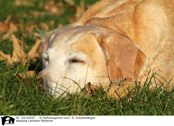 schlafender Labrador Retriever / sleeping Labrador Retriever / SS-34557