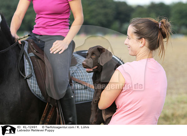 Labrador Retriever Puppy / KL-12491